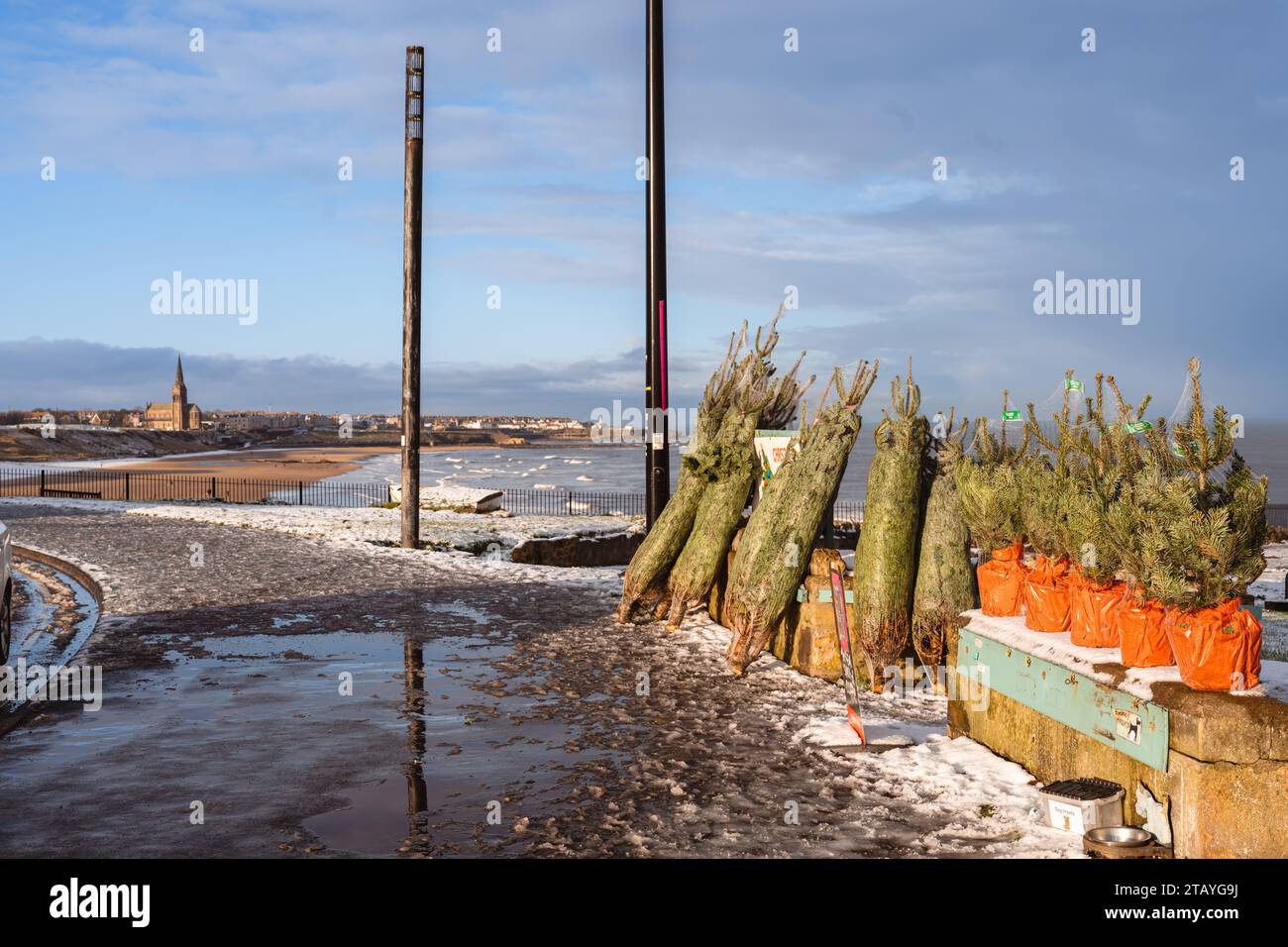 Arbres de Noël à vendre sur la route surplombant la plage de Longsands à Tynemouth Banque D'Images