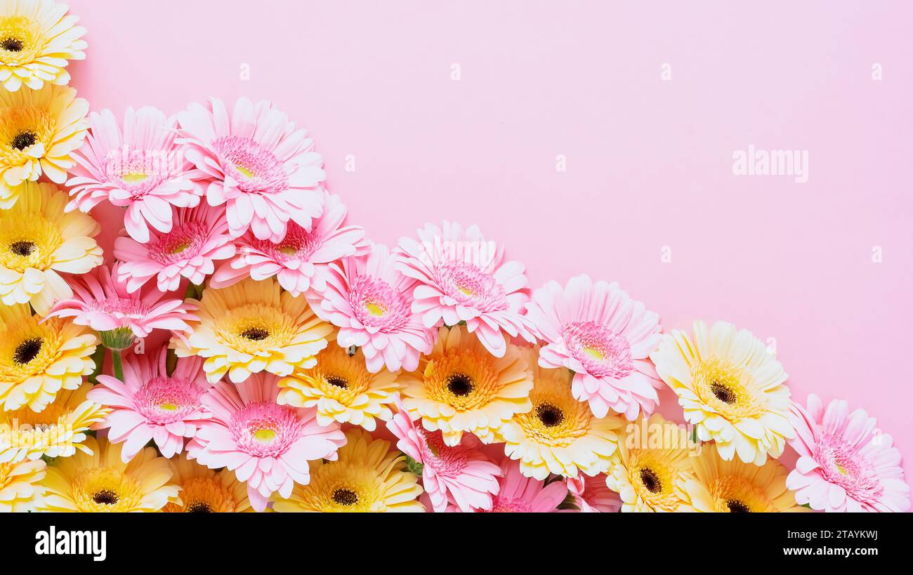 Boquet de gerberas roses et jaunes sur fond rose. Fête des mères, Saint Valentin, concept d'anniversaire. Vue de dessus, espace de copie Banque D'Images