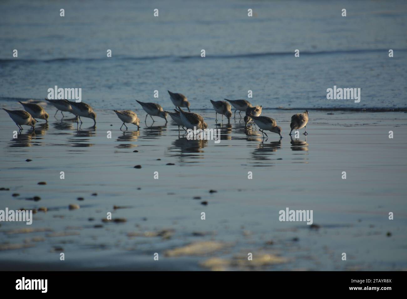 Oiseaux de mer et leurs reflets sur la plage de Westport Washington Banque D'Images
