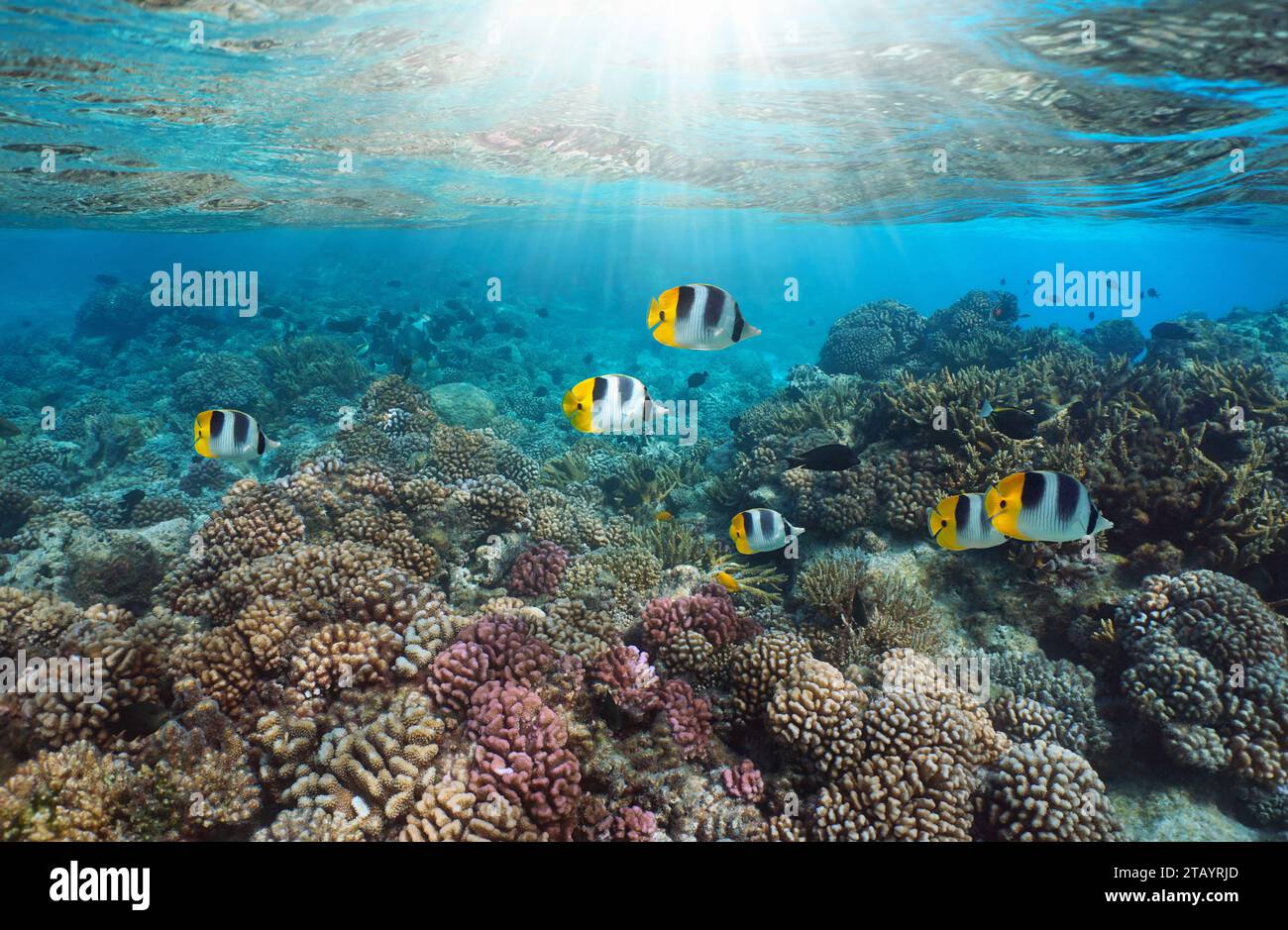 Récif corallien avec poissons tropicaux et lumière du soleil sous l'eau dans l'océan Pacifique Sud, Polynésie française, Rangiroa Banque D'Images