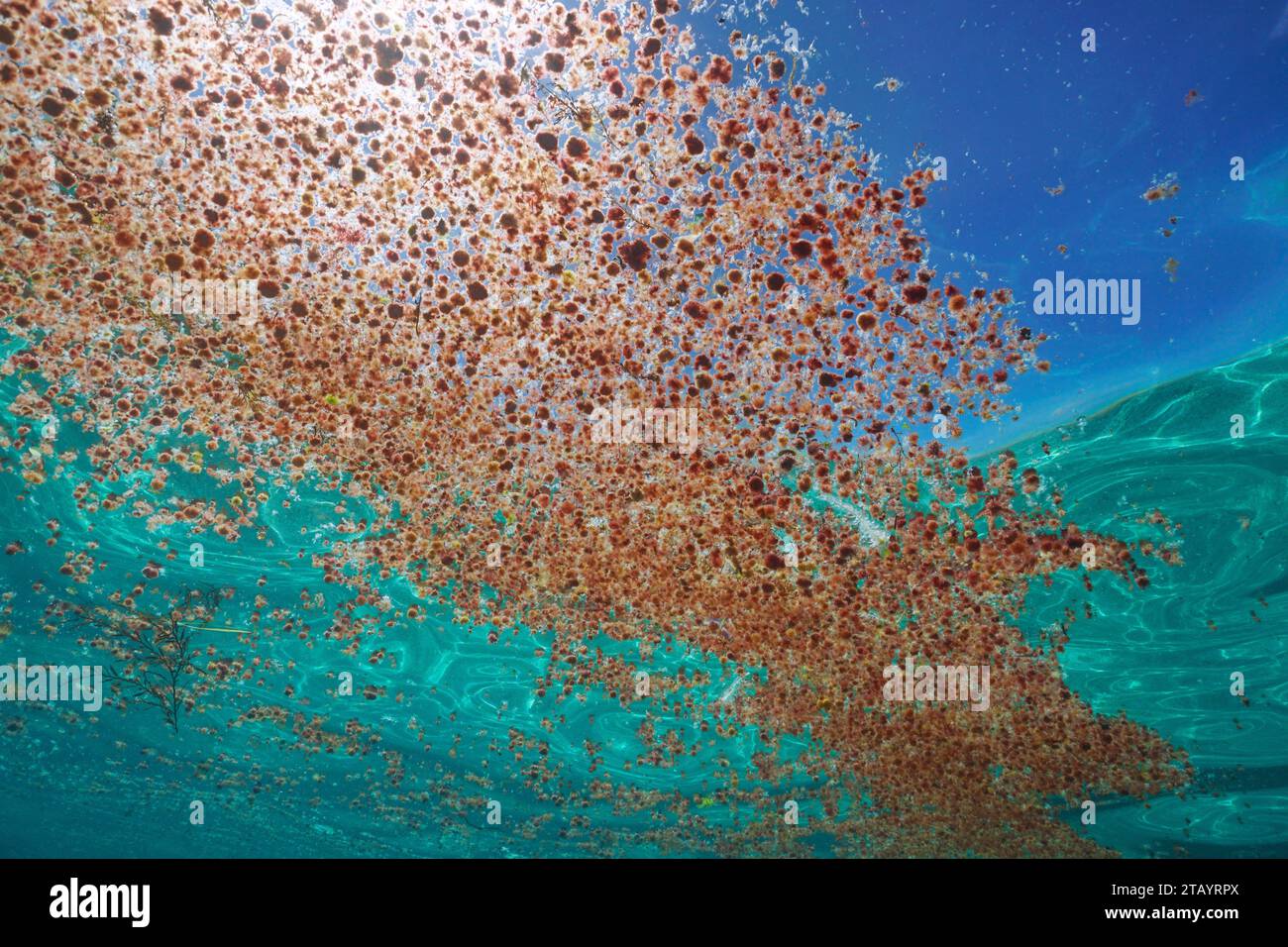 Agrégation d'algues rouges Asparagopsis armata au stade tétrasporophyte flottant à la surface de l'eau, vu sous-marin, océan Atlantique Banque D'Images
