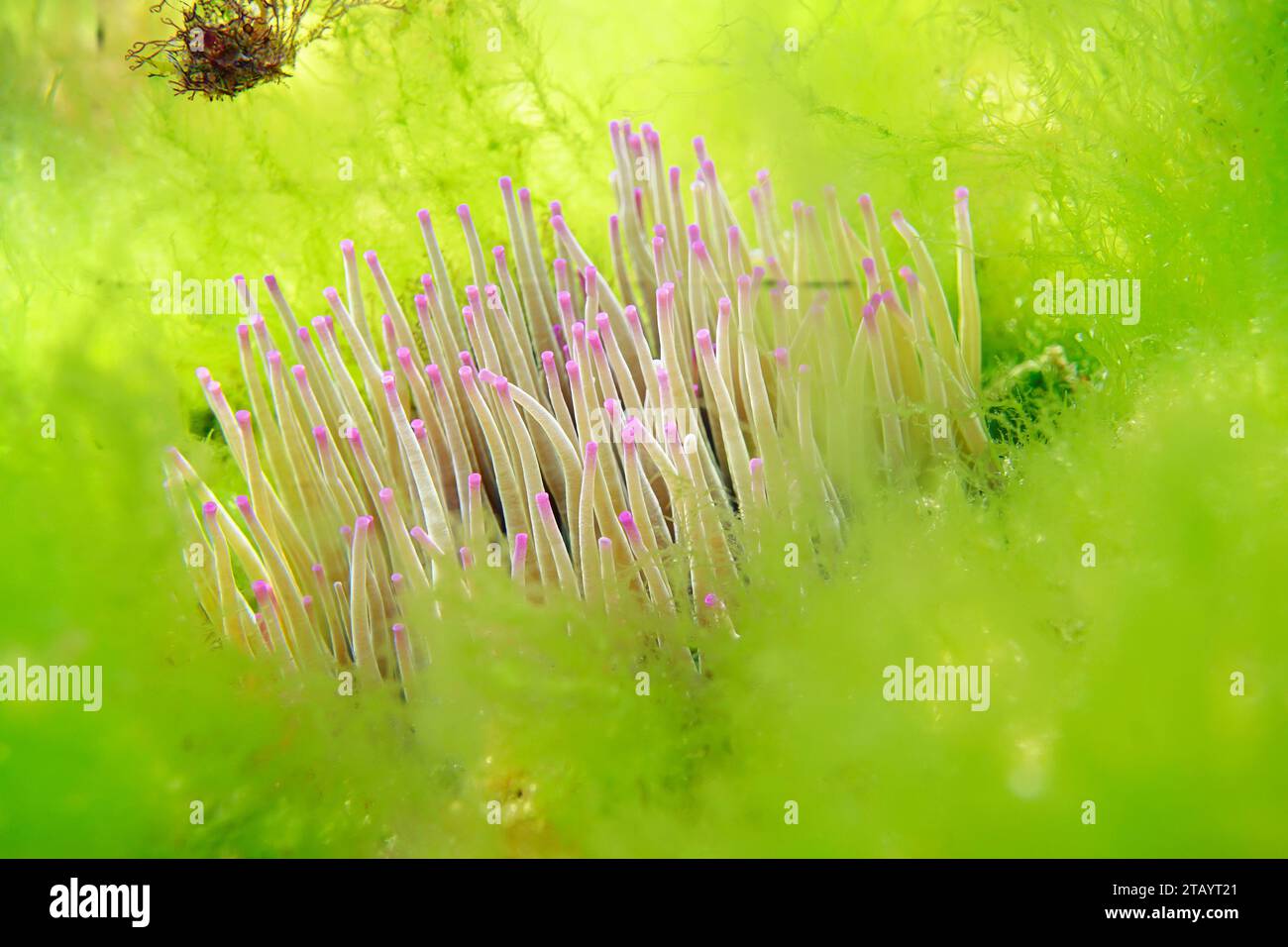 Snakelocks tentacules d'anémone de mer, Anemonia viridis, entouré d'algues vertes sous l'eau dans l'océan Atlantique, scène naturelle, Espagne, Galice Banque D'Images