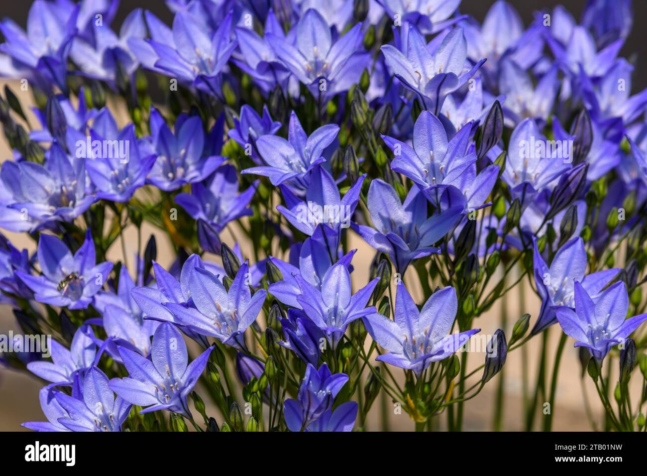 Lance d'Ithuriel, Triteleia laxa, une fleur sauvage vivace de la famille des lys Banque D'Images