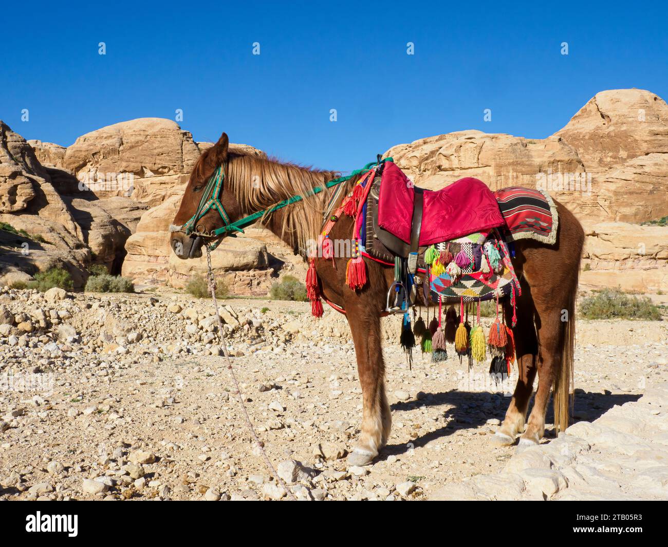 Cheval jordanien, Parc archéologique de Petra, site du patrimoine mondial de l'UNESCO, 7 nouvelles merveilles du monde, Jordanie. Banque D'Images