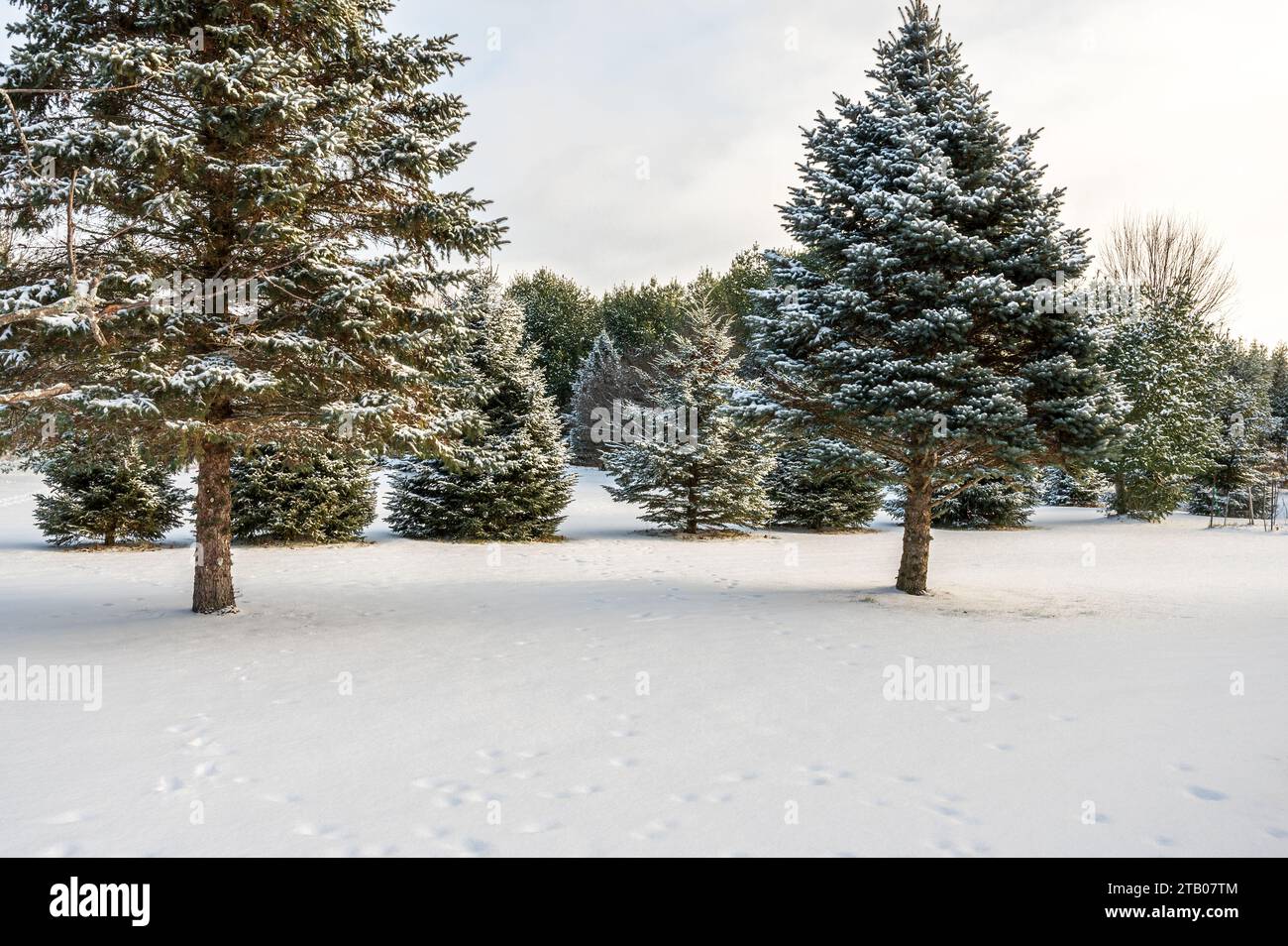 arbres evergreen dans le parc comme cadre Banque D'Images