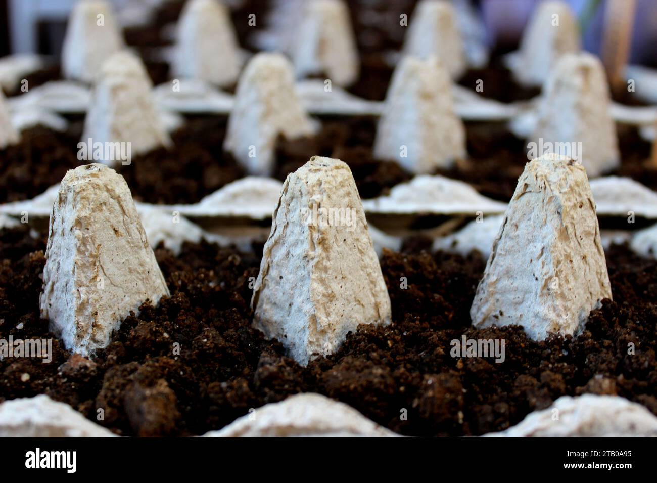 Semis écologique et biodégradable réalisé à partir de la réutilisation de cartons d’œufs, pour produire des plants de légumes biologiques, pour la culture dans un jardin urbain. Banque D'Images