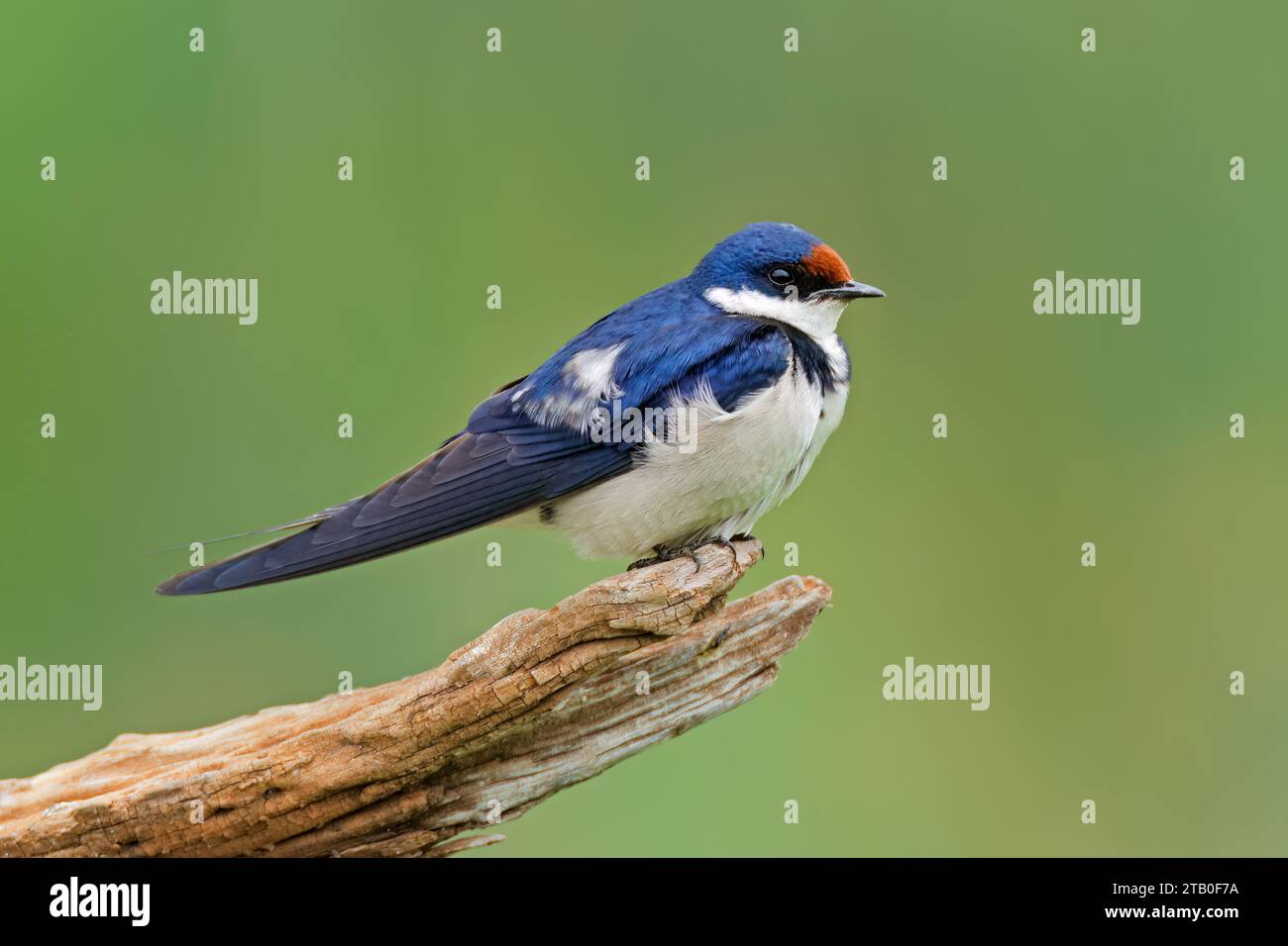 White-throated swallow (Hirundo albigularis) perché sur une branche, Afrique du Sud Banque D'Images