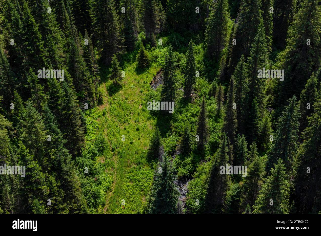 Vue depuis Bear Creek Trestle le long de la route Milwaukee Road, maintenant sur Hiawatha Scenic Bike Trail, Montana et Idaho, États-Unis Banque D'Images