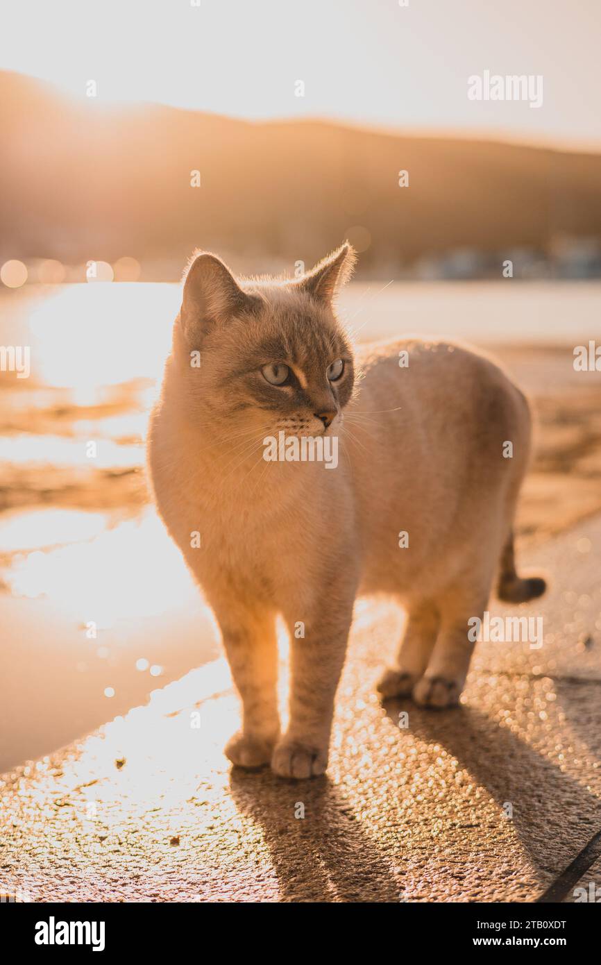 Chat curieux regardant vers la droite, beau chat blanc moelleux avec des oreilles pointues regardant autour dans le cadre tôt le matin dans une ville côtière de Cr Banque D'Images