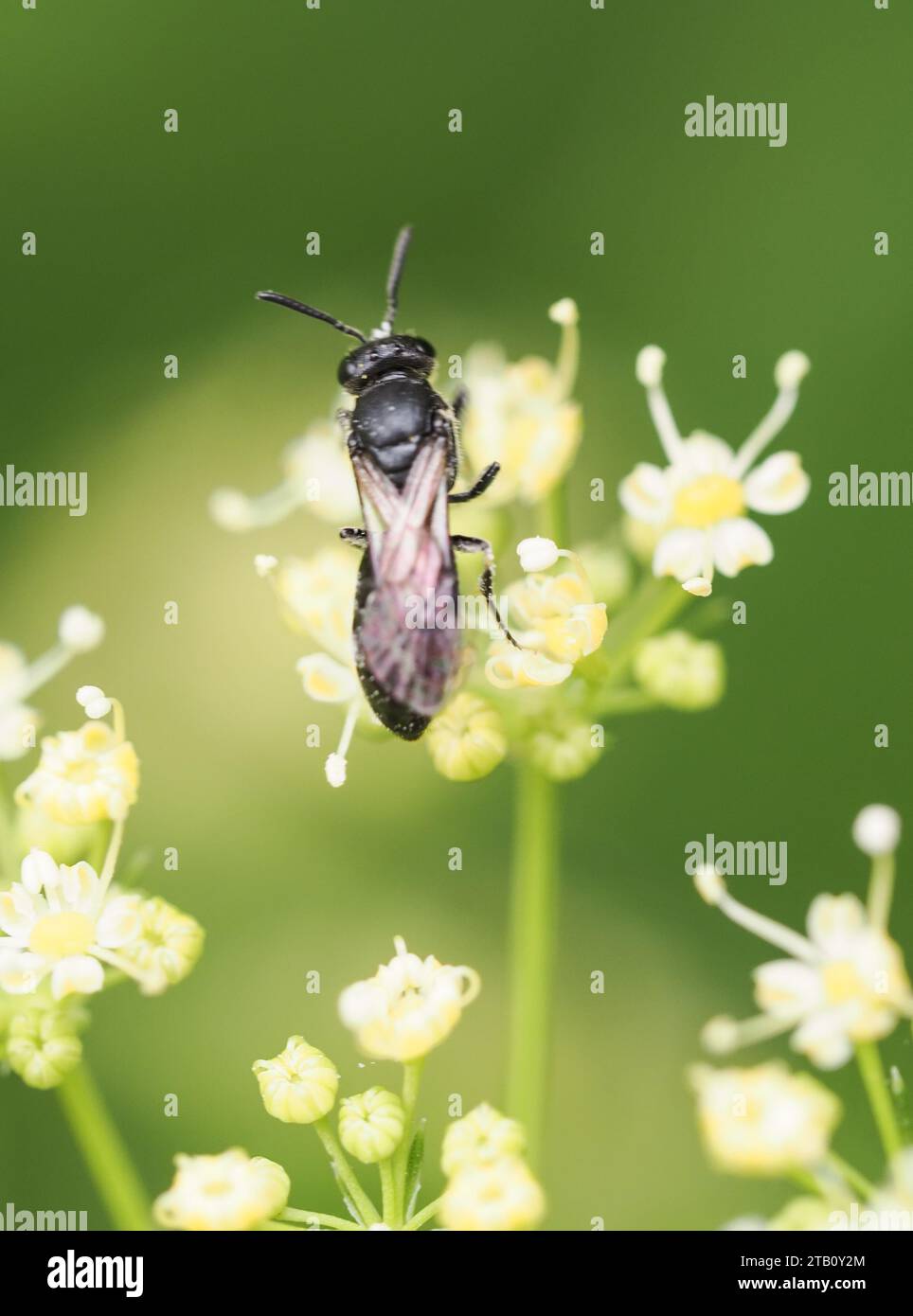Macro image d'une abeille à face jaune sur une fleur de persil vue de dessus Banque D'Images