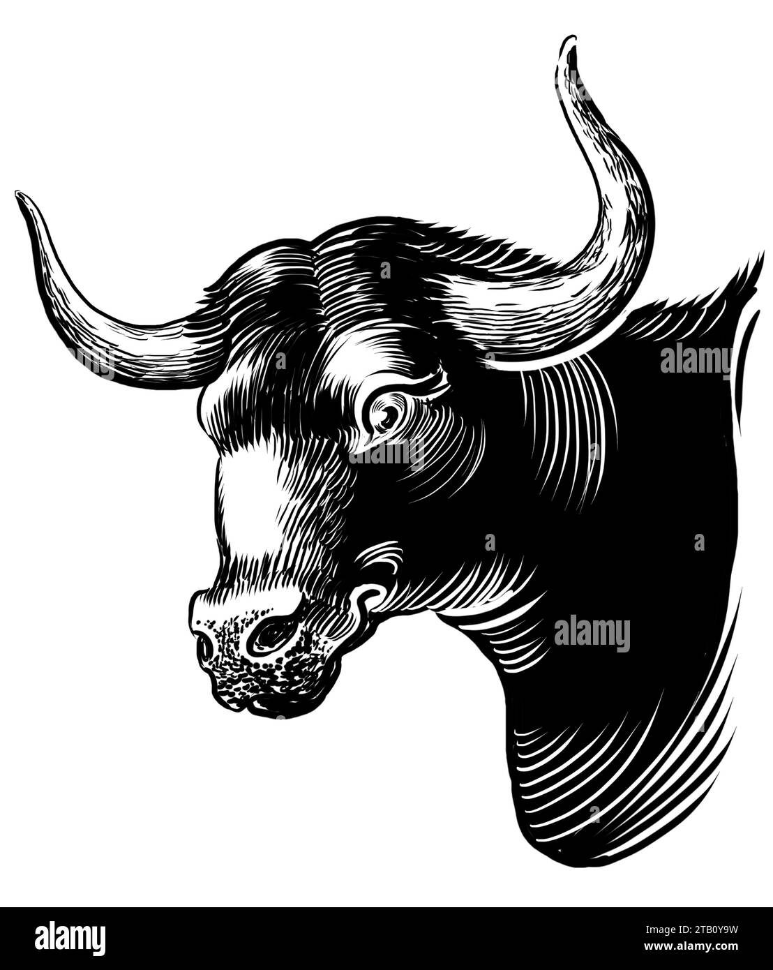 Tête de taureau noir. Illustration en noir et blanc dessinée à la main Banque D'Images