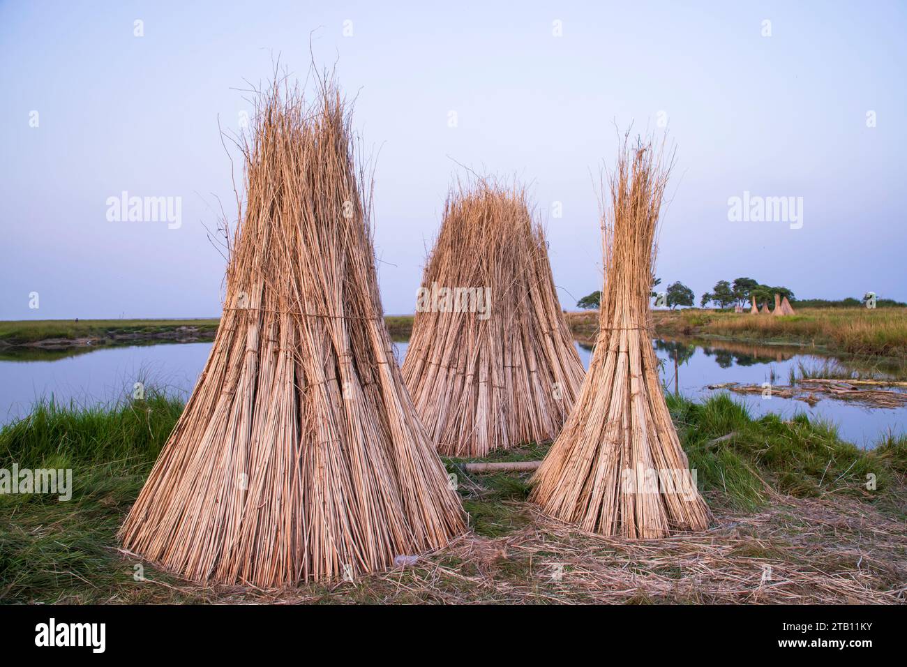 De nombreux bâtons de jute sont empilés pour le séchage au soleil dans un champ à Sadarpur, Faridpur, Bangladesh. Une et seule culture de jute se trouve à Faridpur, au Bangladesh Banque D'Images