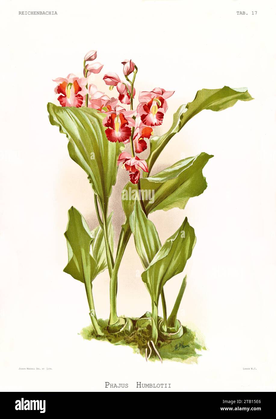Illustration ancienne du Phaius de Humblot (Gastrorchis humblotii). Reichenbachia, de F. Sander. St. Albans, Royaume-Uni, 1888 - 1894 Banque D'Images