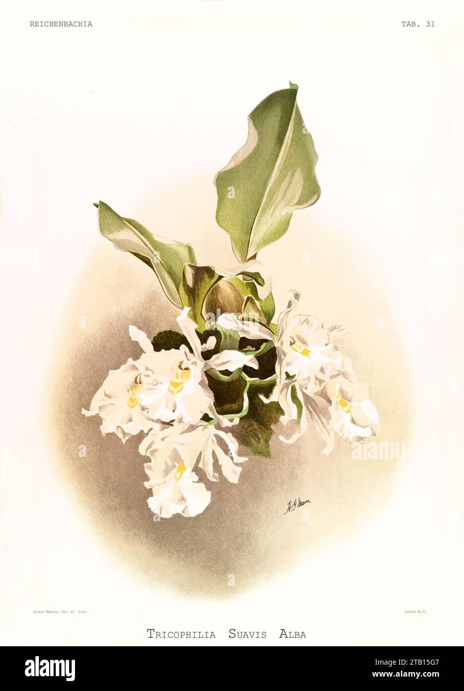 Illustration ancienne de la Tricophilie molle (Tricophilia suavis). Reichenbachia, de F. Sander. St. Albans, Royaume-Uni, 1888 - 1894 Banque D'Images