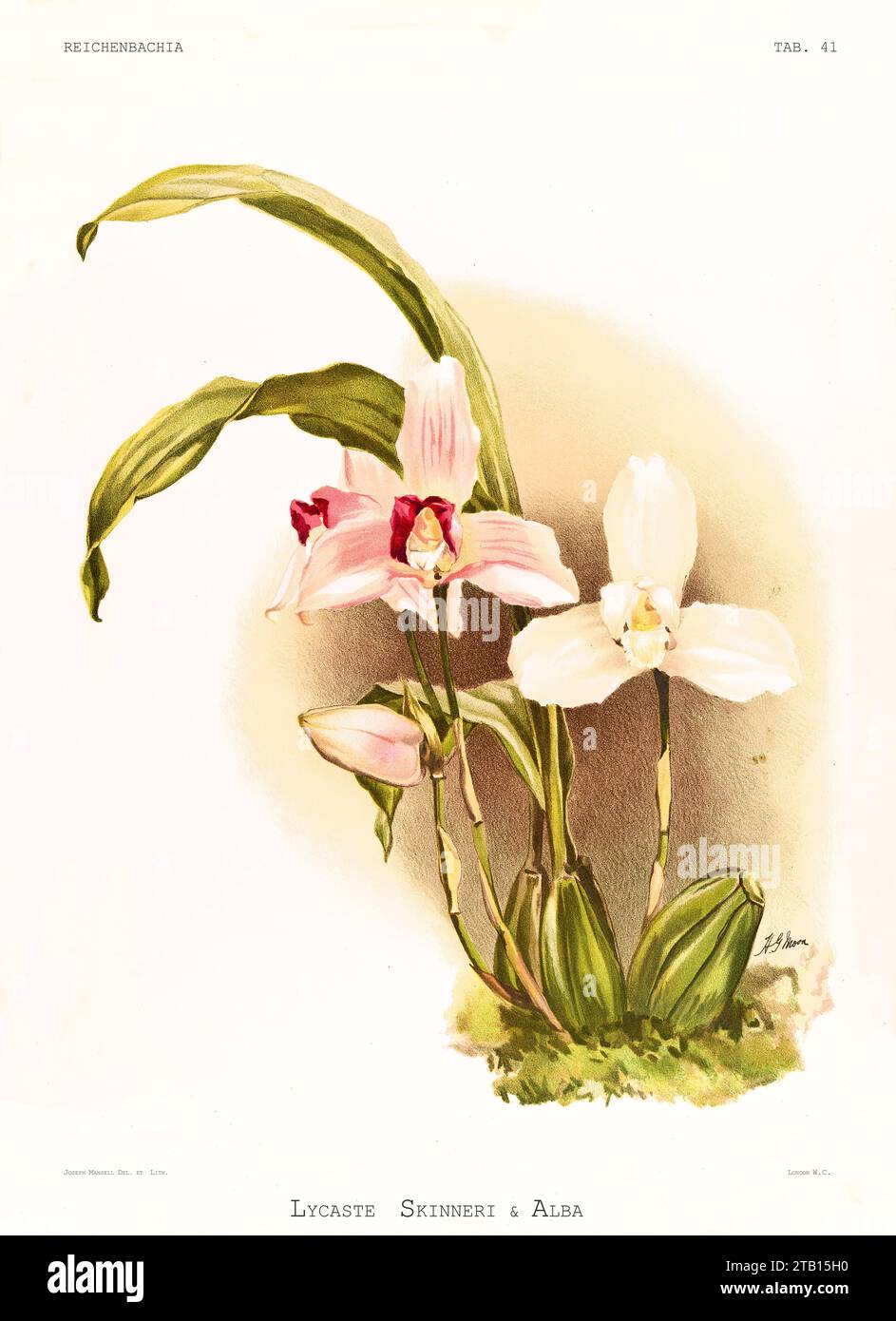 Ancienne illustration de l'orchidée blanche Nune (Lycaste virginalis). Reichenbachia, de F. Sander. St. Albans, Royaume-Uni, 1888 - 1894 Banque D'Images