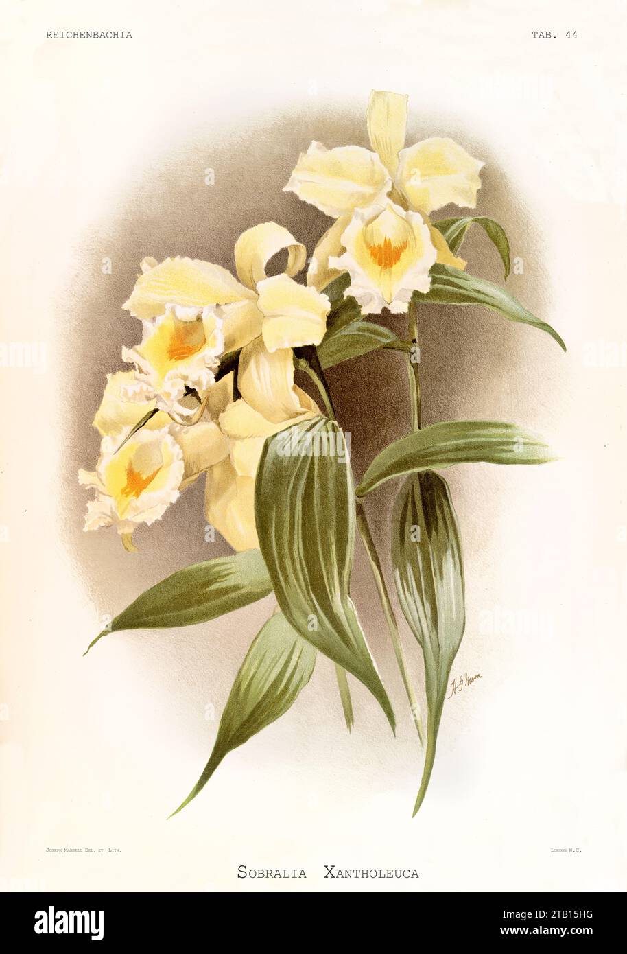 Vieille illustration de Sobralia blanc jaune (Sobralia xantholeuca). Reichenbachia, de F. Sander. St. Albans, Royaume-Uni, 1888 - 1894 Banque D'Images
