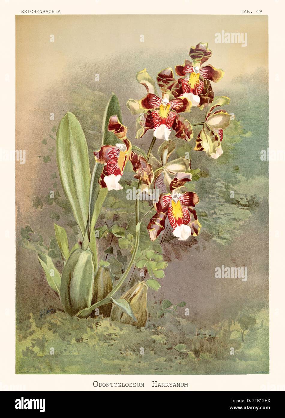 Illustration ancienne de l'Odontoglossum (Oncidium harryanum) de Harry. Reichenbachia, de F. Sander. St. Albans, Royaume-Uni, 1888 - 1894 Banque D'Images