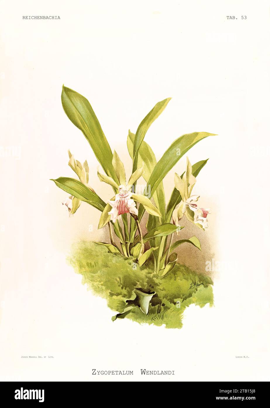 Illustration ancienne de Cochleantes aromatiques (Cochleanthes aromatica). Reichenbachia, de F. Sander. St. Albans, Royaume-Uni, 1888 - 1894 Banque D'Images