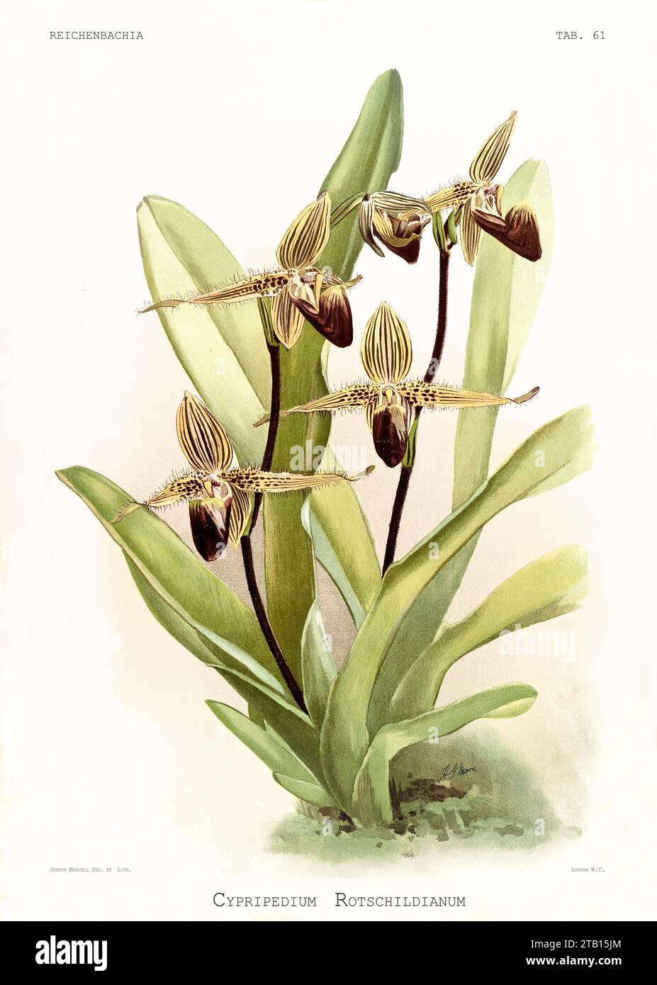Vieille illustration de l'orchidée pantoufle de Rotschild (Paphiopedilum rostchildianum). Reichenbachia, de F. Sander. St. Albans, Royaume-Uni, 1888 - 1894 Banque D'Images