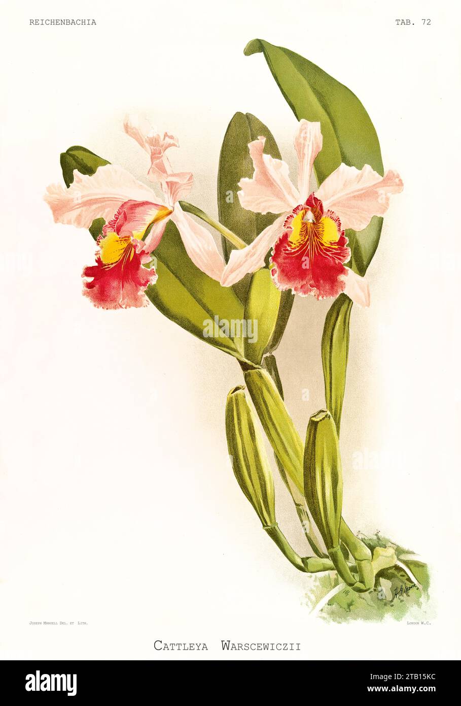 Ancienne illustration de la Cattleya de Warscewicz (Cattleya warscewiczii). Reichenbachia, de F. Sander. St. Albans, Royaume-Uni, 1888 - 1894 Banque D'Images