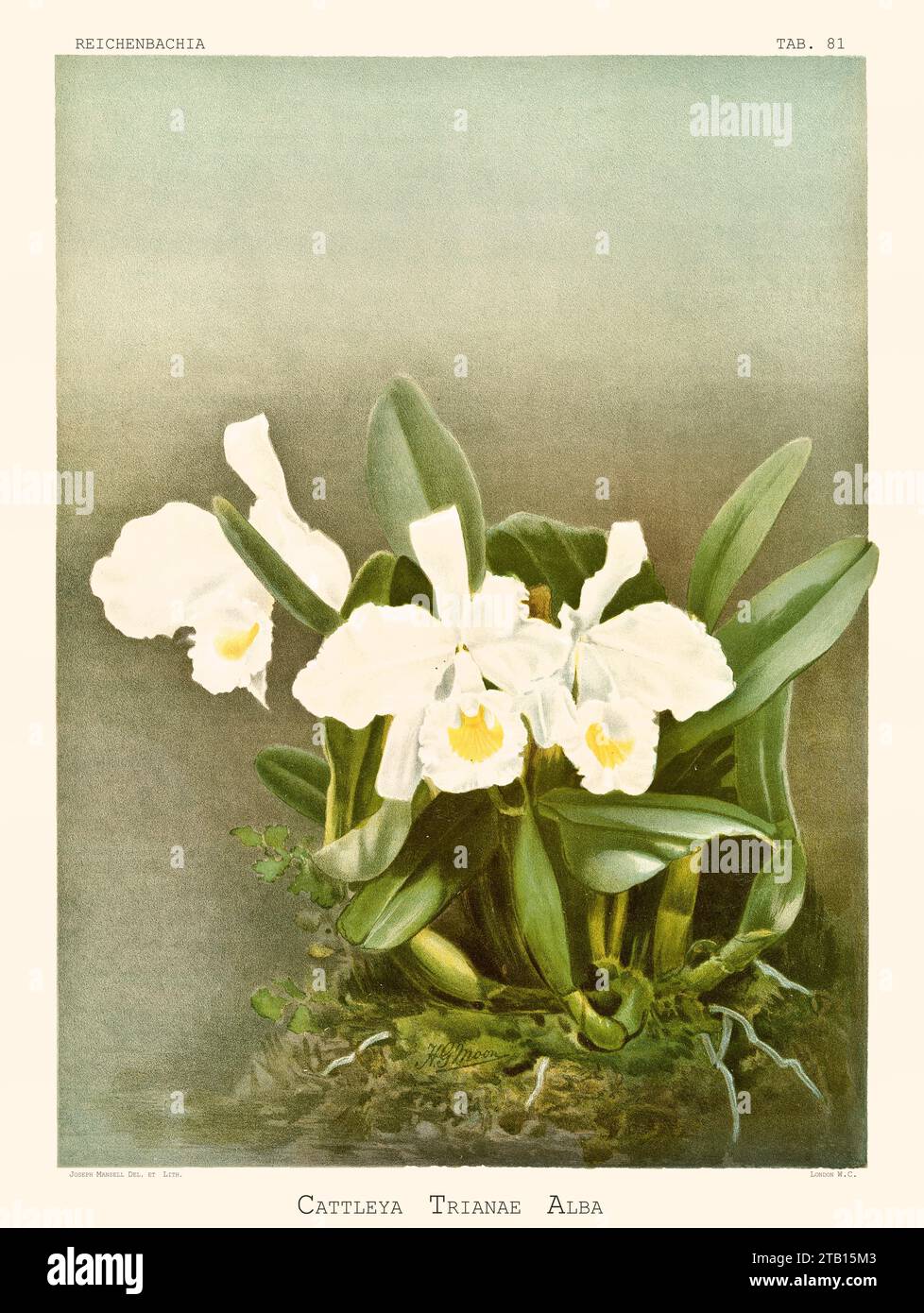 Vieille illustration de l'orchidée de Noël (Cattleya trianae var. alba). Reichenbachia, de F. Sander. St. Albans, Royaume-Uni, 1888 - 1894 Banque D'Images