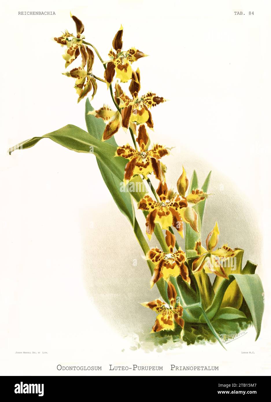 Illustration ancienne d'Odontoglossum jaune-violet (Odontoglossum luteopurpureum). Reichenbachia, de F. Sander. St. Albans, Royaume-Uni, 1888 – 1894 Banque D'Images