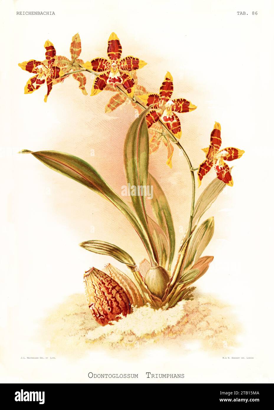 Illustration ancienne du spectaculaire Odontoglossum (Odontoglossum spectatissimum). Reichenbachia, de F. Sander. St. Albans, Royaume-Uni, 1888 - 1894 Banque D'Images