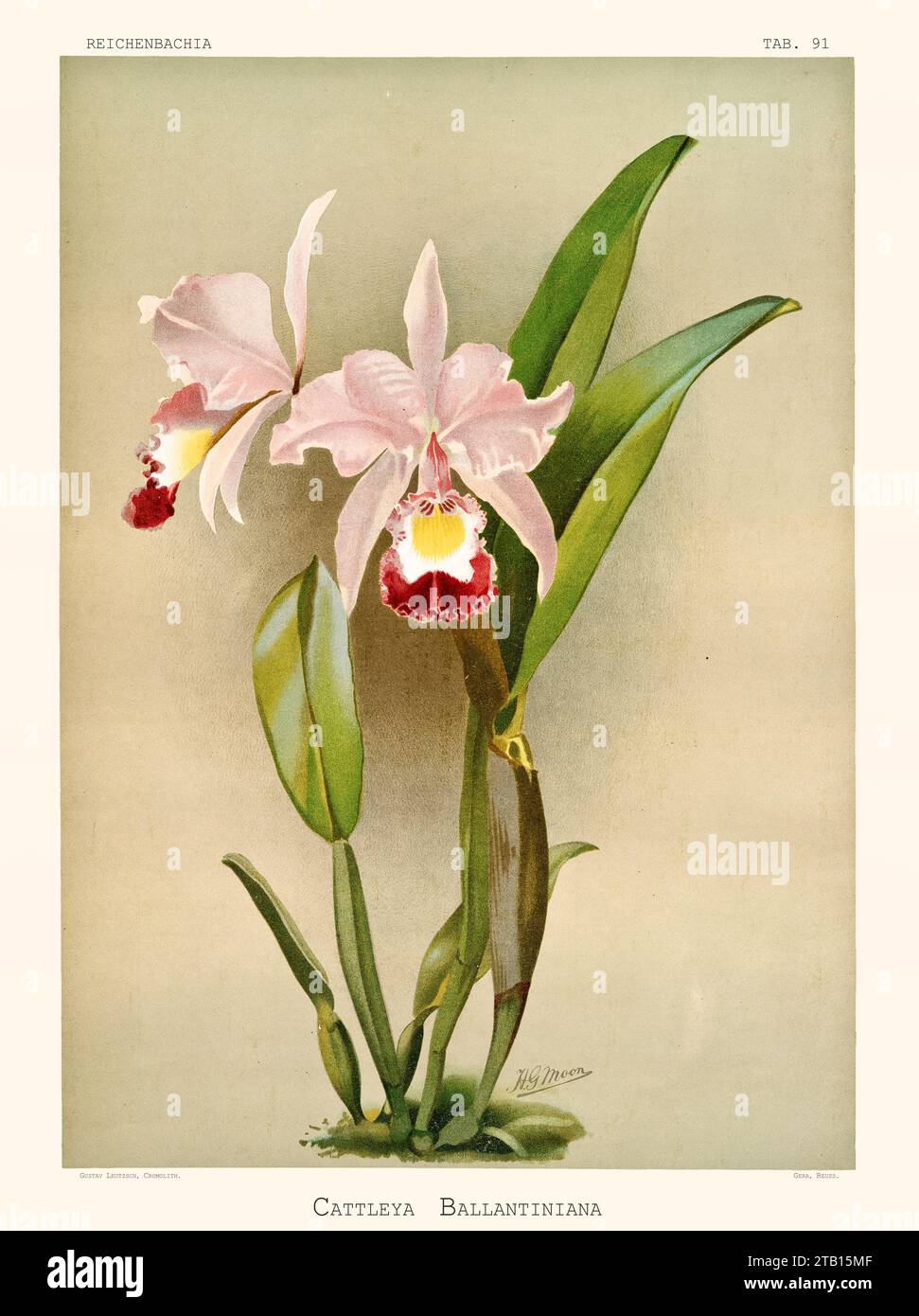 Ancienne illustration de Cattleya x ballantiniana. Reichenbachia, de F. Sander. St. Albans, Royaume-Uni, 1888 - 1894 Banque D'Images