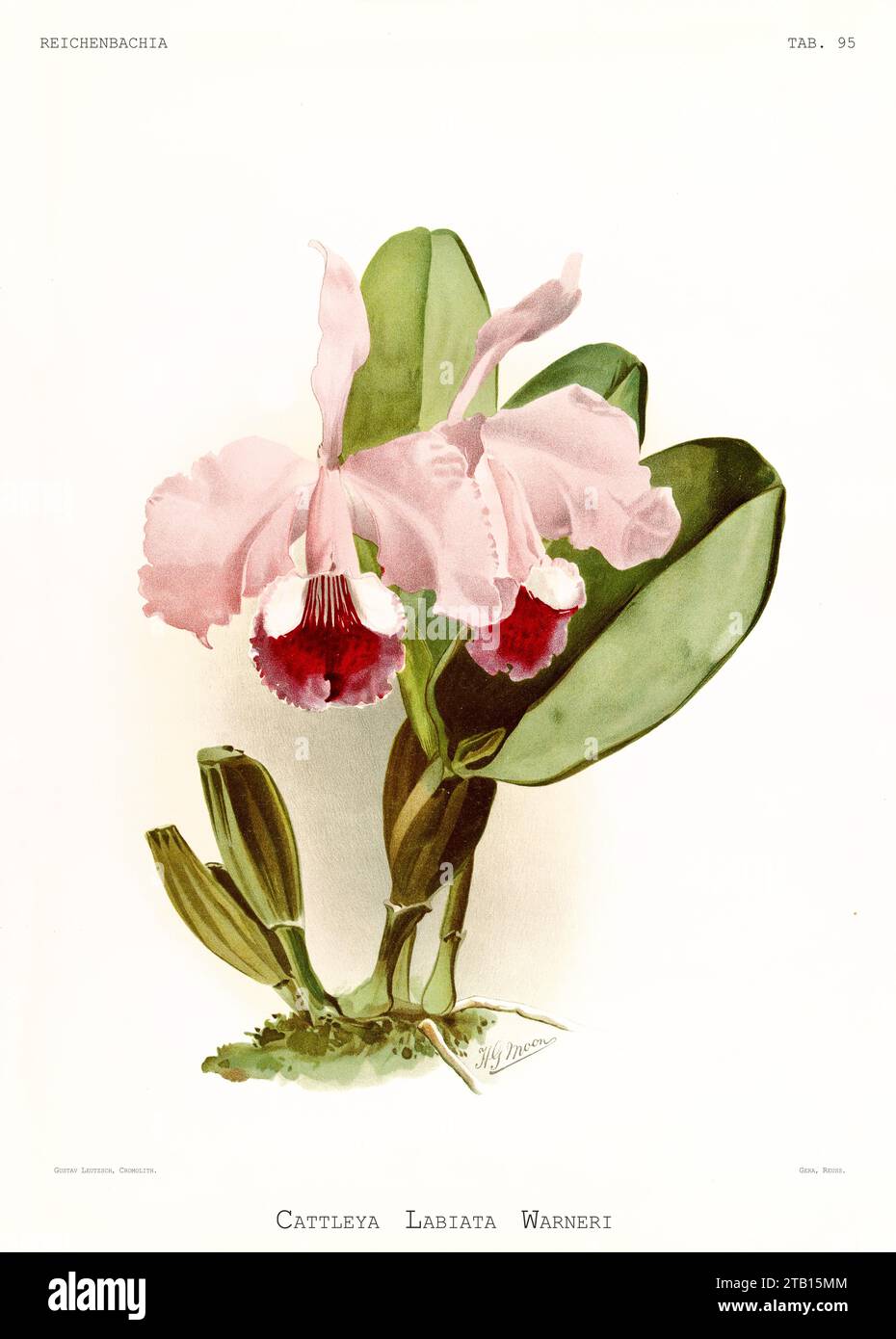 Vieille illustration de Warner's Cattleya (Cattleya warneri). Reichenbachia, de F. Sander. St. Albans, Royaume-Uni, 1888 - 1894 Banque D'Images