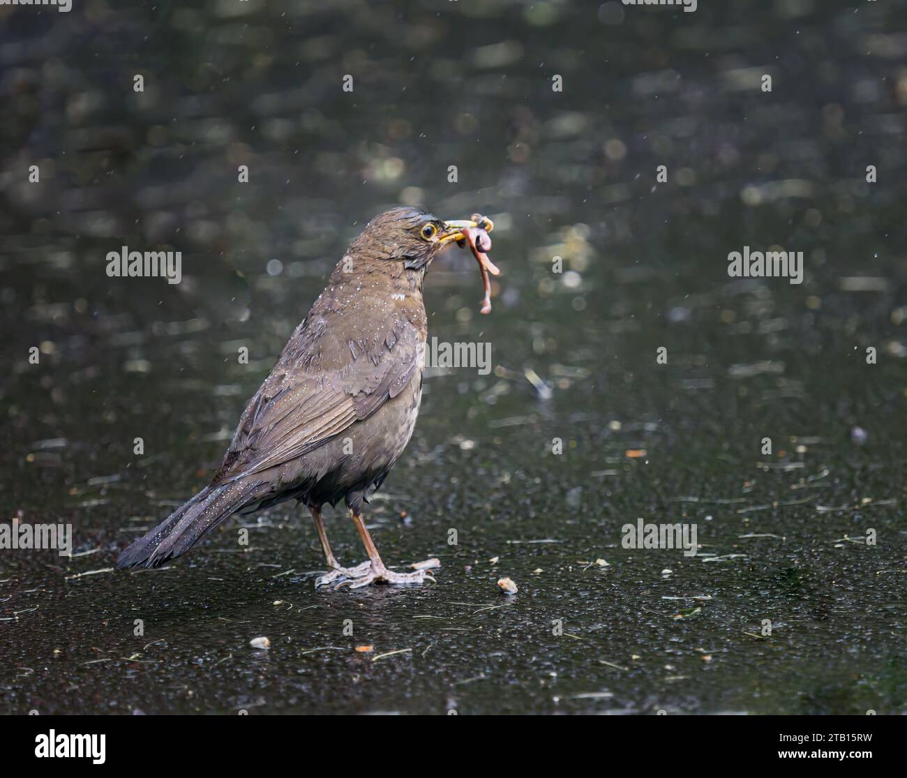 Oiseau avec des vers dans son bec sur la route asphaltée sous la pluie. Banque D'Images Oiseau avec des vers dans son bec sur la route asphaltée sous la pluie. Banque D'Images