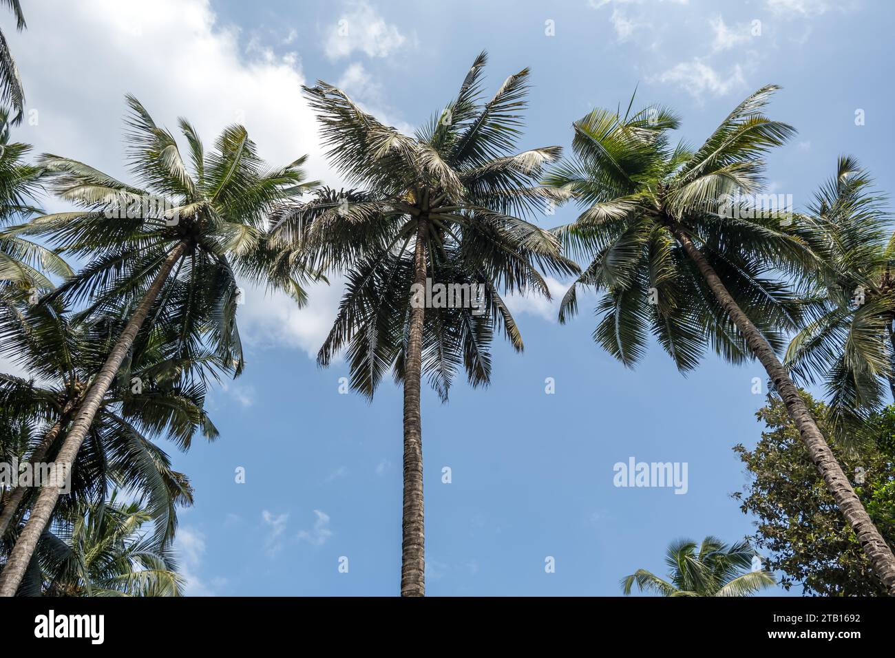 Silhouettes de palmiers de cocotiers contre le ciel bleu de l'Inde avec coucher de soleil Banque D'Images