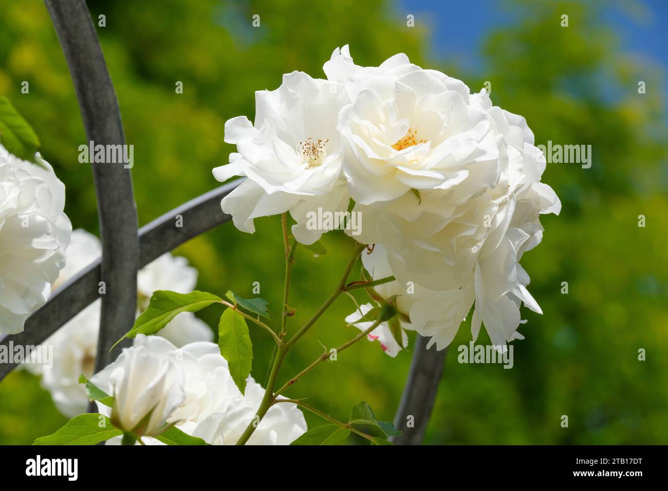 rosa Iceberg, iceberg rose, floribunda, double, fleurs blanches pures Banque D'Images
