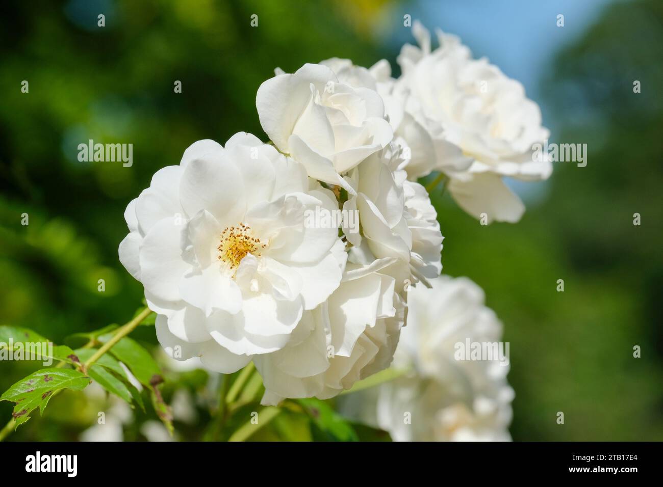 rosa Iceberg, iceberg rose, floribunda, double, fleurs blanches pures Banque D'Images
