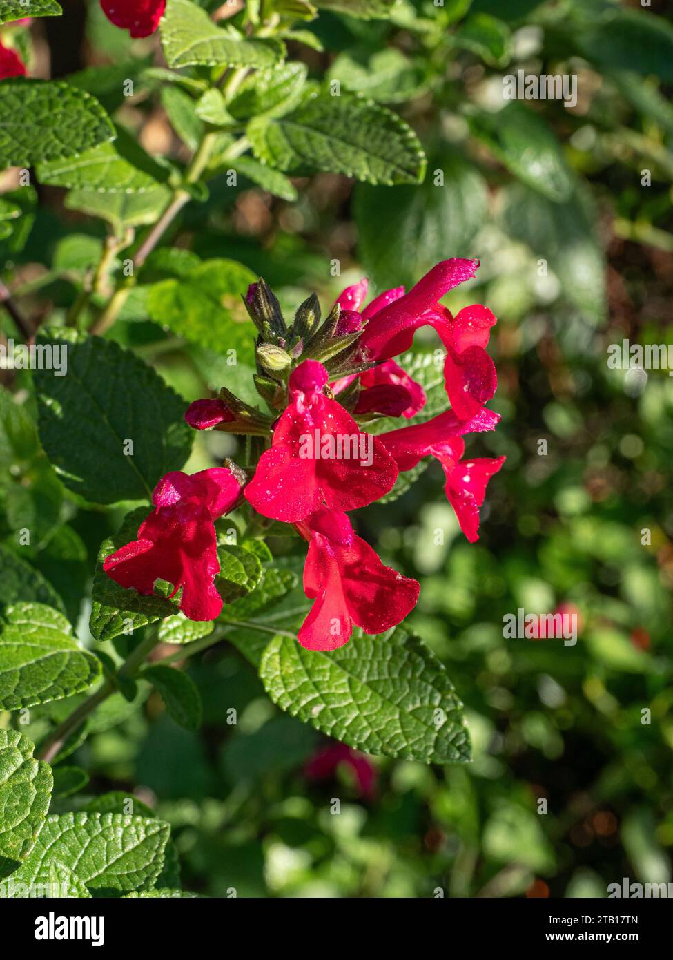 Un seul amas de fleurs rouge vif de Salvia microphylla 'Huntington Red' contre le feuillage vert vif Banque D'Images