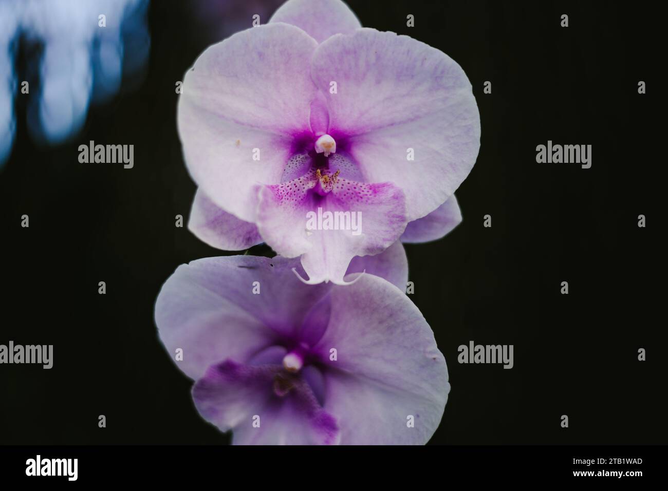 Orchidées violettes et roses fleurissent dans le jardin botanique Banque D'Images