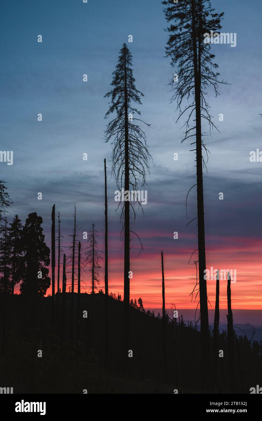 Arbres morts tués par un feu de forêt silhouettés au coucher du soleil, Californie. Banque D'Images