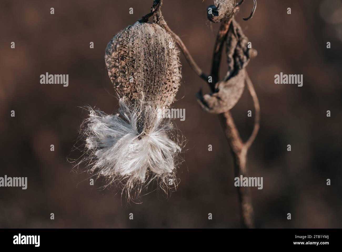 Asclepias syriaca, laitière commune, asclépiade à soie. Banque D'Images