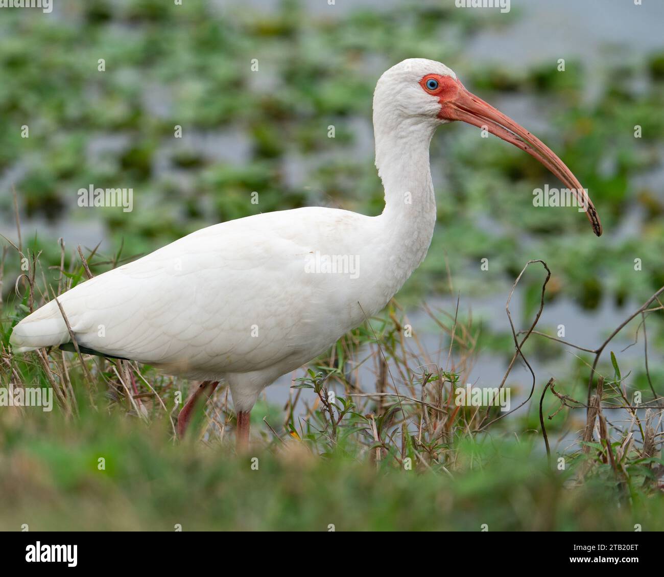 Un ibis blanc marchant le long d'un marais. Banque D'Images