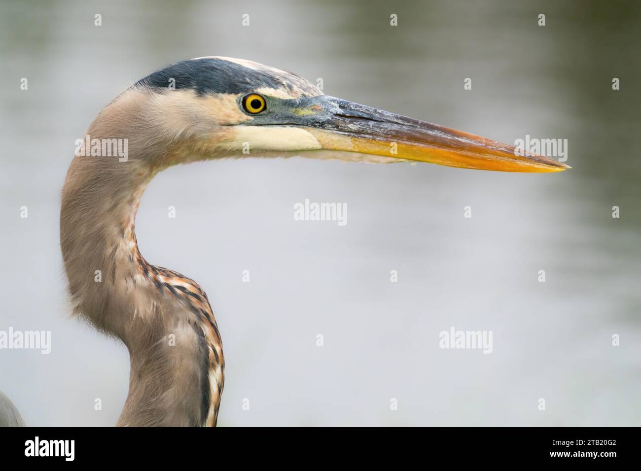 Great Blue Heron dans le comté de Polk, Floride Banque D'Images