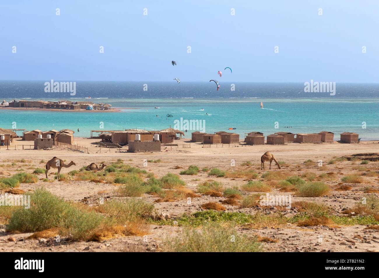 Chameaux et kitesurfers dans la plage d'eau claire comme arrière-plan, Dahab Banque D'Images