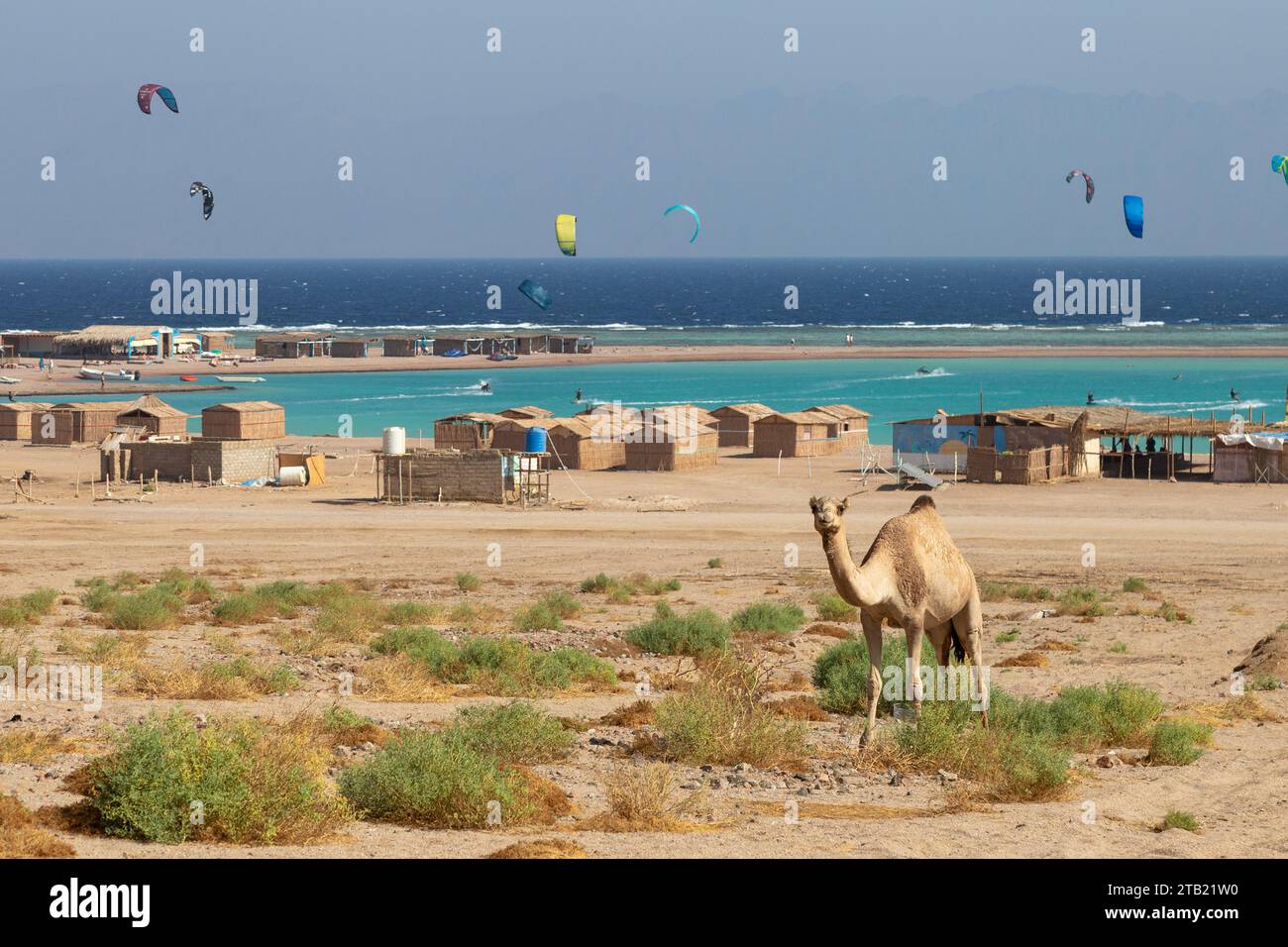 Chameau et kitesurfers dans la plage d'eau claire comme arrière-plan, Dahab Banque D'Images