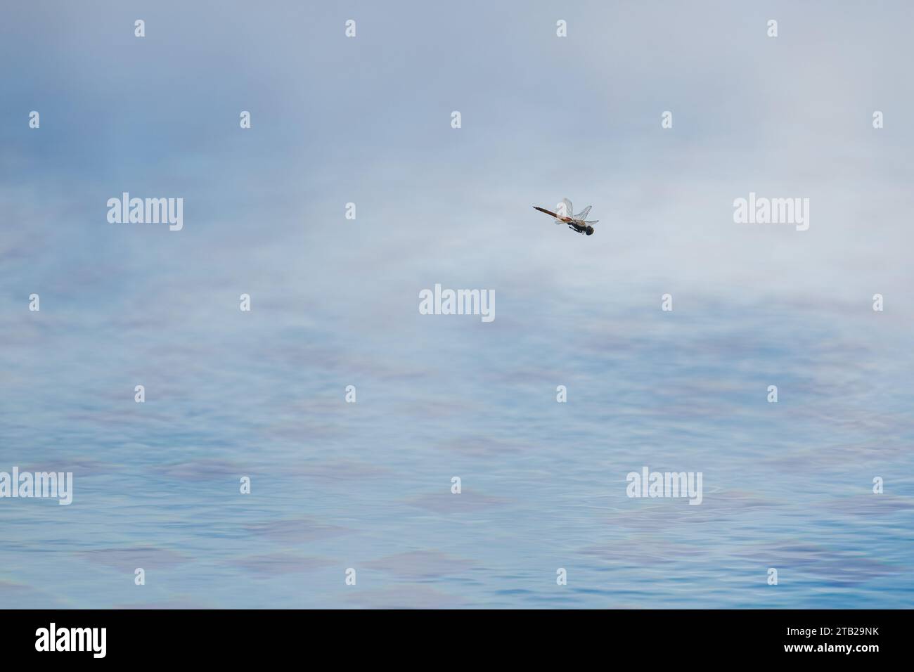 dragonfly en vol au-dessus de l'eau Banque D'Images