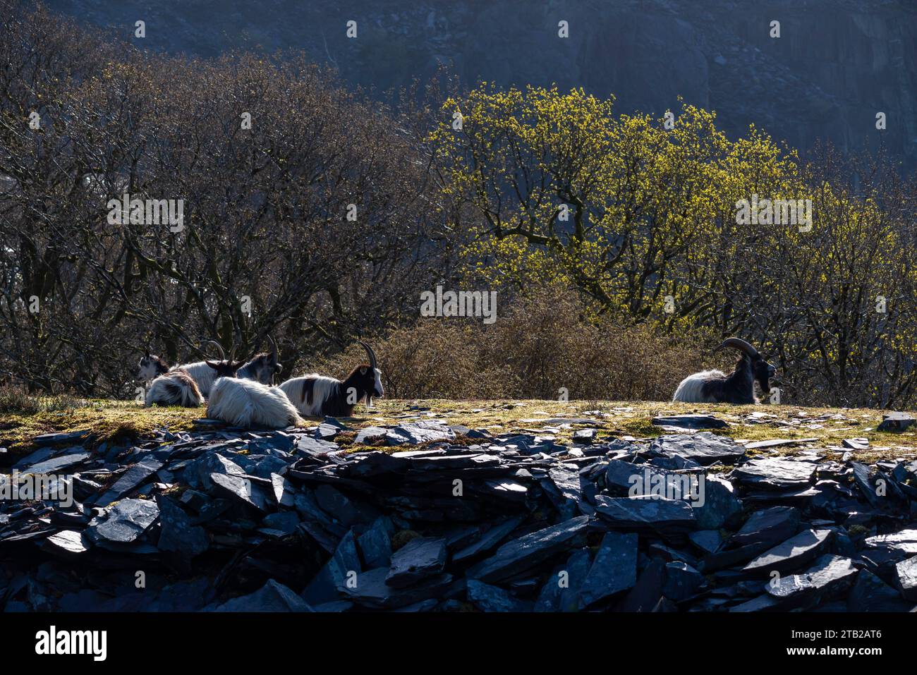 Chèvres de montagne sauvages à la carrière de Dinorwig au-dessus de Llanberis dans le parc national de Snowdonia, au nord du pays de Galles. Banque D'Images