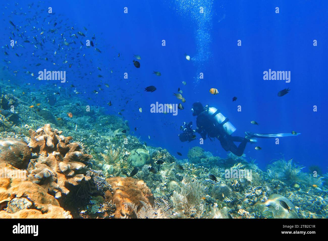 Indonésie Alor Island - vie marine récif corallien avec poissons tropicaux - plongée sous-marine Banque D'Images