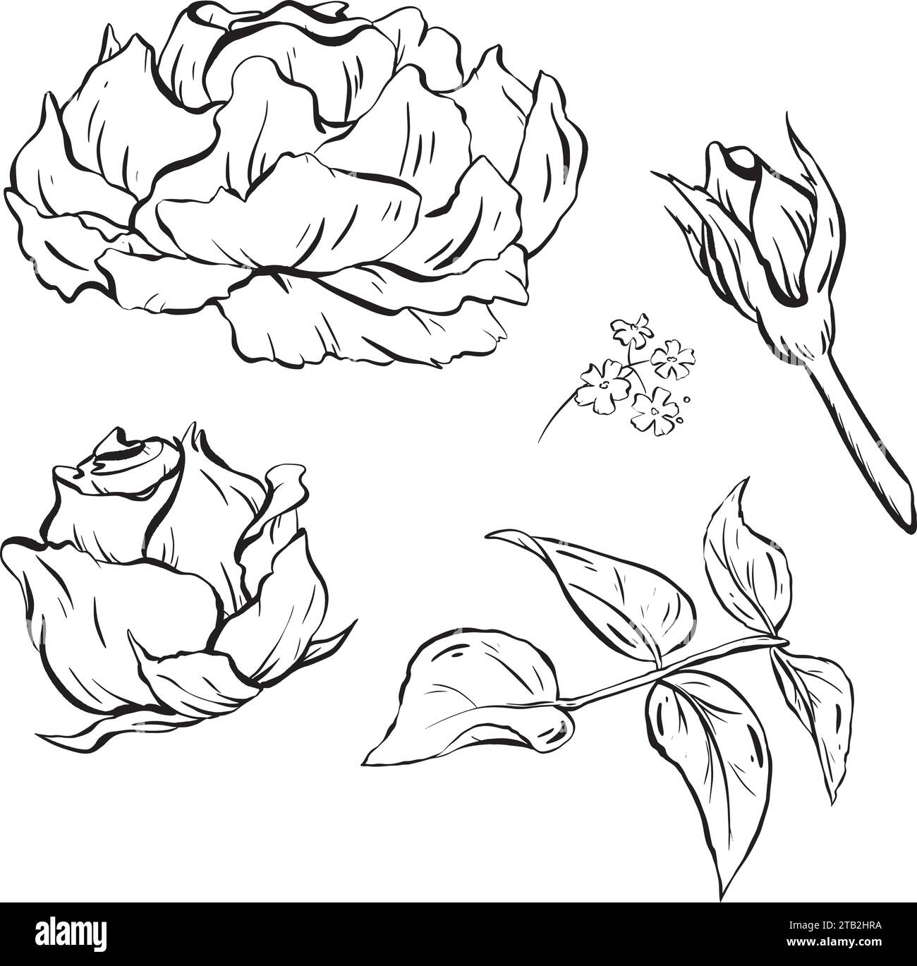 Encre : ensemble de fleurs roses, bourgeons, fleurs et pétales déroulants. Feuilles de rosier et marguerites des bois. beauté des éléments floraux dans un et harmonieux Illustration de Vecteur