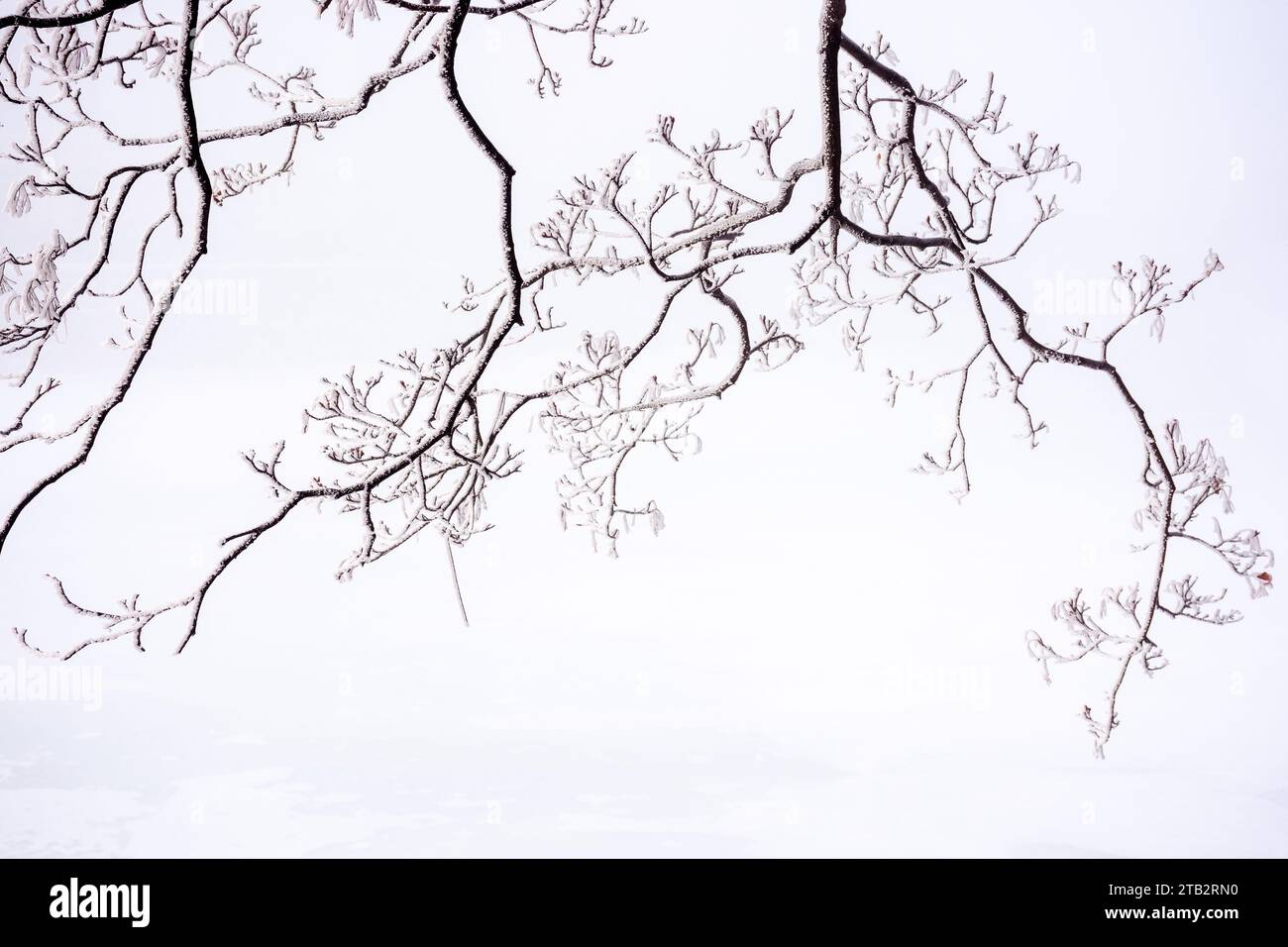 branche sans feuilles gelée d'un arbre. fond de nature brumeuse en hiver Banque D'Images