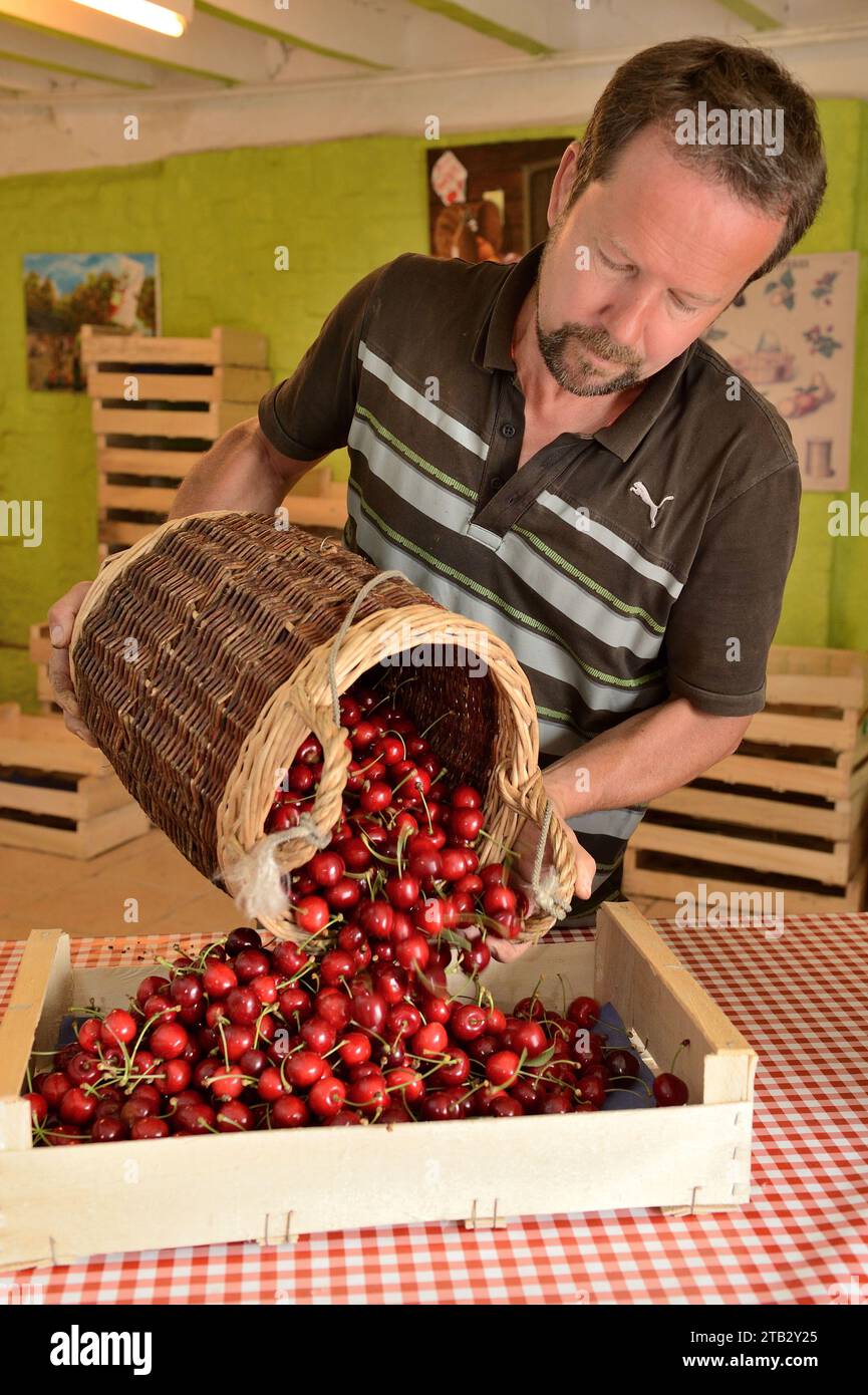 Ferme fruitière de Claire et Pascal Crevel au Mesnil-sous-Jumieges (nord de la France) : cueillette de cerises dans la vallée de Seine. Marché agricole, panier en osier fil Banque D'Images