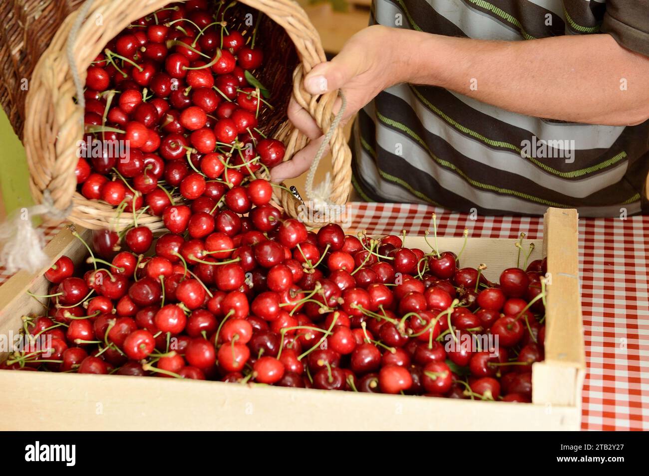 Ferme fruitière de Claire et Pascal Crevel au Mesnil-sous-Jumieges (nord de la France) : cueillette de cerises dans la vallée de Seine. Panier en osier rempli de râteau Banque D'Images