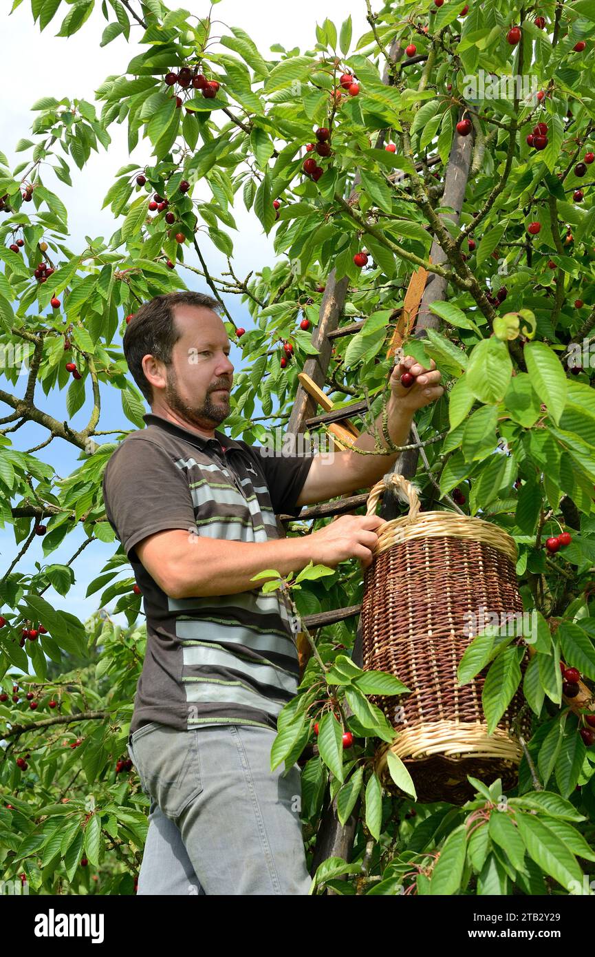 Ferme fruitière de Claire et Pascal Crevel au Mesnil-sous-Jumieges (nord de la France) : cueillette de cerises dans la vallée de Seine. Homme debout sur une échelle piki Banque D'Images