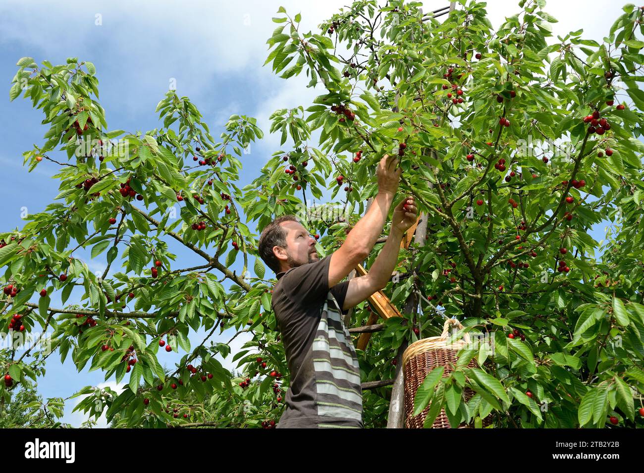 Ferme fruitière de Claire et Pascal Crevel au Mesnil-sous-Jumieges (nord de la France) : cueillette de cerises dans la vallée de Seine. Homme debout sur une échelle piki Banque D'Images